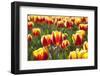 Dutch Tulip Fields in Springtime-picturepartners-Framed Photographic Print