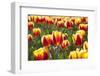 Dutch Tulip Fields in Springtime-picturepartners-Framed Photographic Print