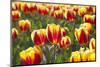 Dutch Tulip Fields in Springtime-picturepartners-Mounted Photographic Print