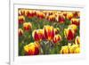 Dutch Tulip Fields in Springtime-picturepartners-Framed Photographic Print