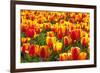 Dutch Tulip Fields in Springtime-picturepartners-Framed Photographic Print