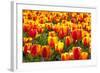 Dutch Tulip Fields in Springtime-picturepartners-Framed Photographic Print