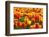 Dutch Tulip Fields in Springtime-picturepartners-Framed Photographic Print