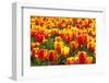 Dutch Tulip Fields in Springtime-picturepartners-Framed Photographic Print