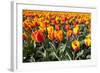 Dutch Tulip Fields in Springtime-picturepartners-Framed Photographic Print