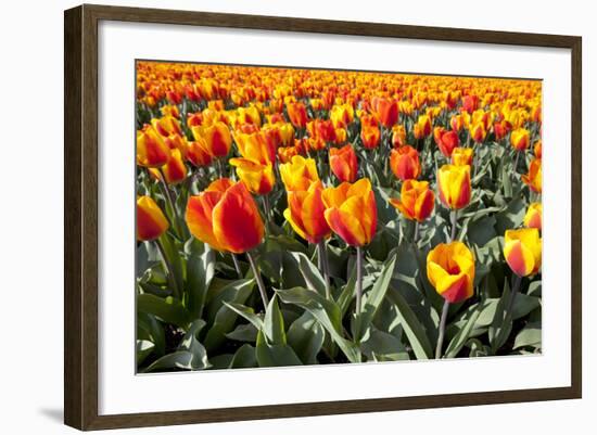 Dutch Tulip Fields in Springtime-picturepartners-Framed Photographic Print