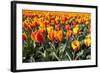 Dutch Tulip Fields in Springtime-picturepartners-Framed Photographic Print