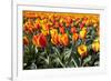 Dutch Tulip Fields in Springtime-picturepartners-Framed Photographic Print