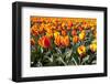 Dutch Tulip Fields in Springtime-picturepartners-Framed Photographic Print