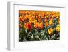 Dutch Tulip Fields in Springtime-picturepartners-Framed Photographic Print