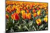 Dutch Tulip Fields in Springtime-picturepartners-Mounted Photographic Print