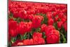 Dutch Tulip Fields in Springtime-picturepartners-Mounted Photographic Print