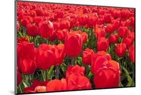 Dutch Tulip Fields in Springtime-picturepartners-Mounted Photographic Print