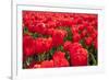 Dutch Tulip Fields in Springtime-picturepartners-Framed Photographic Print