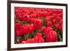 Dutch Tulip Fields in Springtime-picturepartners-Framed Photographic Print