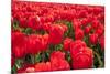 Dutch Tulip Fields in Springtime-picturepartners-Mounted Photographic Print