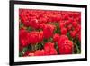 Dutch Tulip Fields in Springtime-picturepartners-Framed Photographic Print