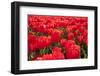 Dutch Tulip Fields in Springtime-picturepartners-Framed Photographic Print