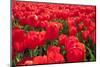 Dutch Tulip Fields in Springtime-picturepartners-Mounted Photographic Print