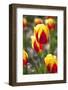 Dutch Tulip Fields in Springtime-picturepartners-Framed Photographic Print