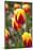 Dutch Tulip Fields in Springtime-picturepartners-Mounted Photographic Print