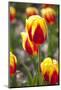 Dutch Tulip Fields in Springtime-picturepartners-Mounted Photographic Print