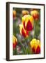 Dutch Tulip Fields in Springtime-picturepartners-Framed Photographic Print