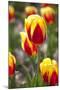 Dutch Tulip Fields in Springtime-picturepartners-Mounted Photographic Print