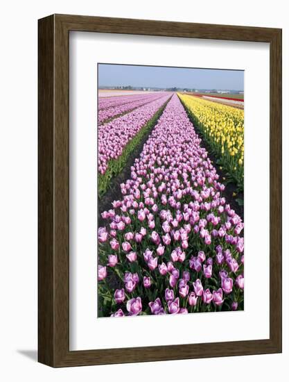 Dutch Tulip Fields in Springtime-picturepartners-Framed Photographic Print