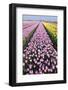 Dutch Tulip Fields in Springtime-picturepartners-Framed Photographic Print