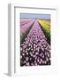 Dutch Tulip Fields in Springtime-picturepartners-Framed Photographic Print