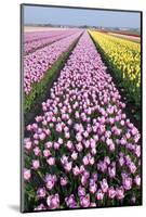 Dutch Tulip Fields in Springtime-picturepartners-Mounted Photographic Print