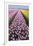 Dutch Tulip Fields in Springtime-picturepartners-Framed Photographic Print