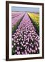 Dutch Tulip Fields in Springtime-picturepartners-Framed Photographic Print