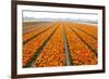 Dutch Tulip Fields in Springtime-picturepartners-Framed Photographic Print