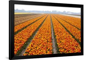 Dutch Tulip Fields in Springtime-picturepartners-Framed Photographic Print