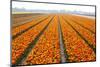 Dutch Tulip Fields in Springtime-picturepartners-Mounted Photographic Print