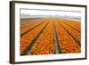 Dutch Tulip Fields in Springtime-picturepartners-Framed Photographic Print