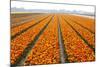 Dutch Tulip Fields in Springtime-picturepartners-Mounted Photographic Print