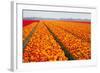 Dutch Tulip Fields in Springtime-picturepartners-Framed Photographic Print