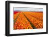 Dutch Tulip Fields in Springtime-picturepartners-Framed Photographic Print