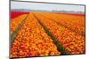 Dutch Tulip Fields in Springtime-picturepartners-Mounted Photographic Print