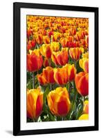 Dutch Tulip Fields in Springtime-picturepartners-Framed Photographic Print