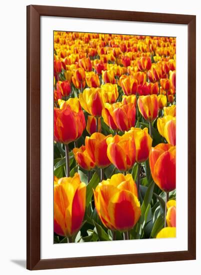 Dutch Tulip Fields in Springtime-picturepartners-Framed Photographic Print