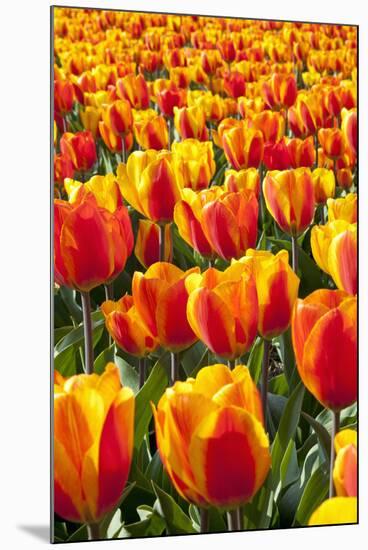 Dutch Tulip Fields in Springtime-picturepartners-Mounted Photographic Print