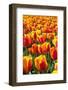 Dutch Tulip Fields in Springtime-picturepartners-Framed Photographic Print