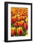 Dutch Tulip Fields in Springtime-picturepartners-Framed Photographic Print