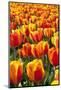 Dutch Tulip Fields in Springtime-picturepartners-Mounted Photographic Print