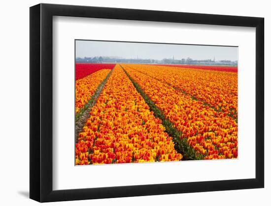 Dutch Tulip Fields in Springtime-picturepartners-Framed Photographic Print