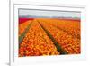 Dutch Tulip Fields in Springtime-picturepartners-Framed Photographic Print